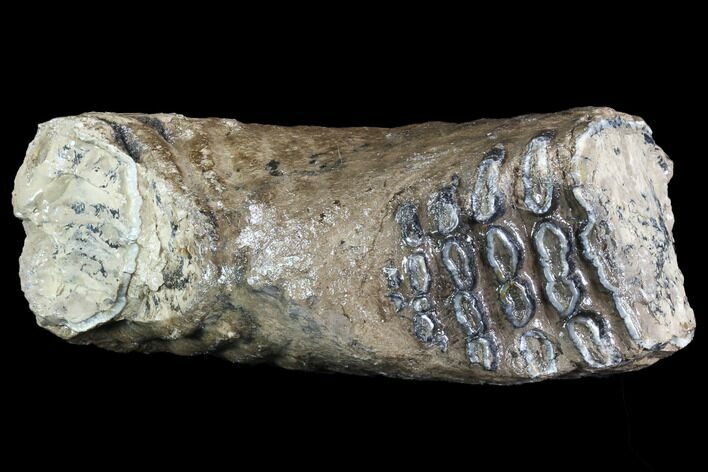 Partial Southern Mammoth Molar - Hungary #87553